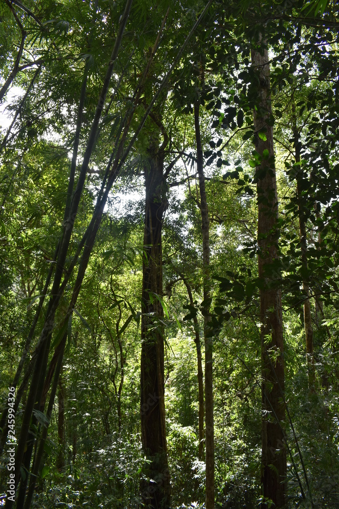 Beautiful green jungle landscape in Khao Sok National Park in Thailand, Asia Beautiful green jungle landscape in Khao Sok National Park in Thailand, Asia