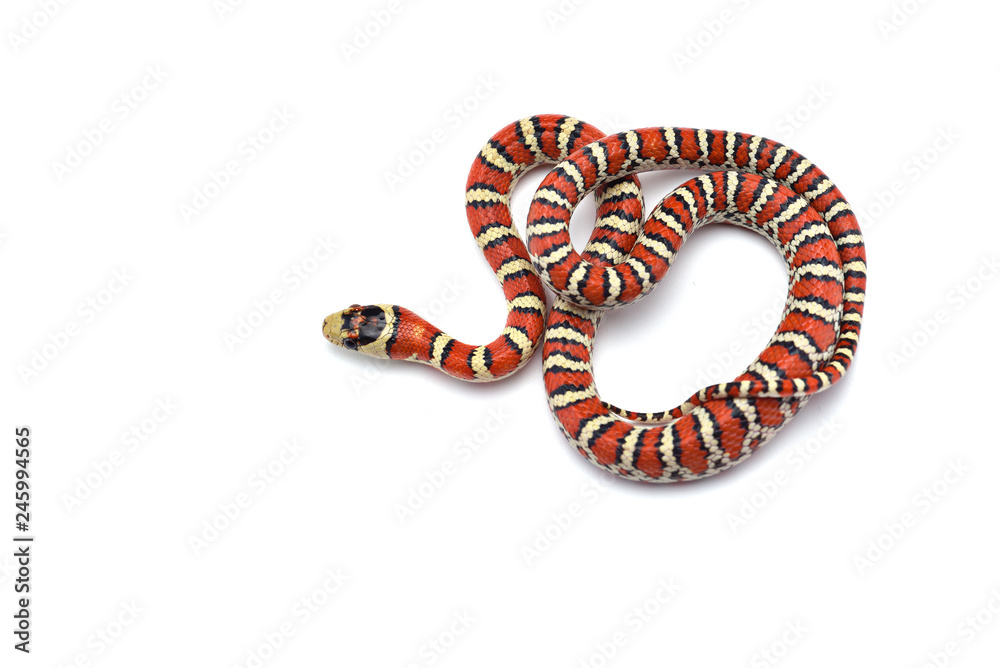 Knobloch's king snake isolated on white backgound Knobloch's king snake isolated on white backgound