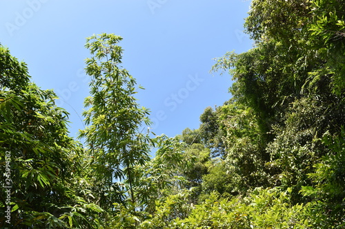 Jungle landscape with many trees in Khao Sok National Park in Thailand on a sunny summer day – photographed from below