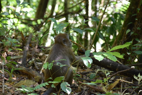A little Monkey on the path at the beautiful green jungle landscape in Khao Sok National Park in Thailand, Asia © places-4-you