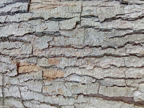 Textura de la corteza de un árbol