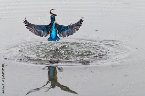 Canvas Print Action photo of a kingfisher coming out from water with fish in its beak after a