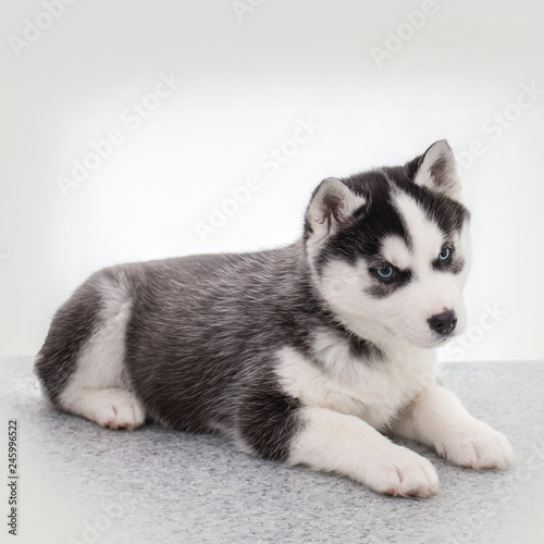 Cute siberian husky puppy sitting on white background isolated