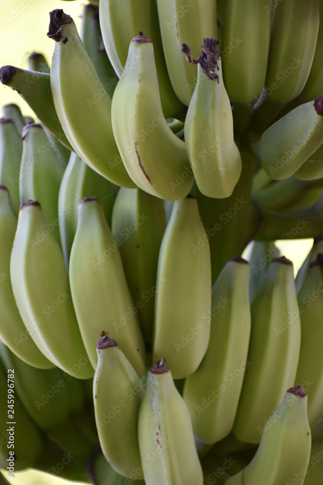 Closeup of a banana plant in a garden in Thailand