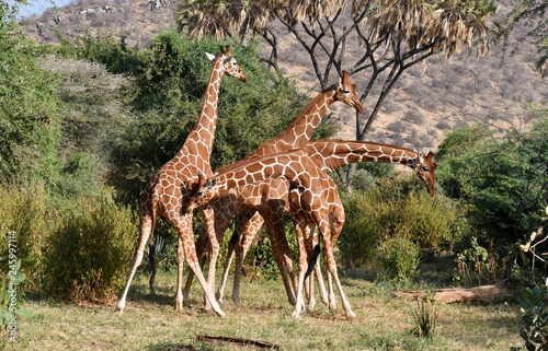 Giraffenkampf 