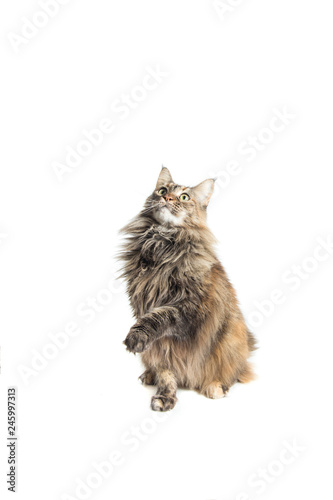 Fototapeta Naklejka Na Ścianę i Meble -  specimen of isolated maine coon cat playing sitting down / maine coon female with careful look while playing by lifting the paws