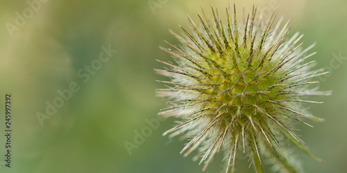 funny plant of unusual round shape with needles