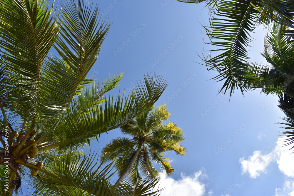 Palm Trees on a sunny summer day – photographed from below Palm Trees on a sunny summer day – photographed from below