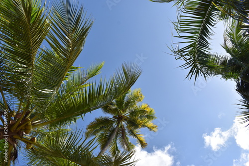 Palm Trees on a sunny summer day – photographed from below