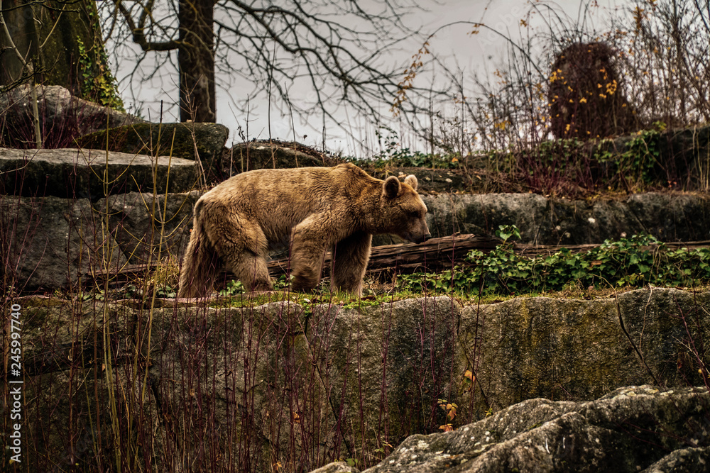 Brown Bear photographed while chasing in the side profile Brown Bear photographed while chasing in the side profile