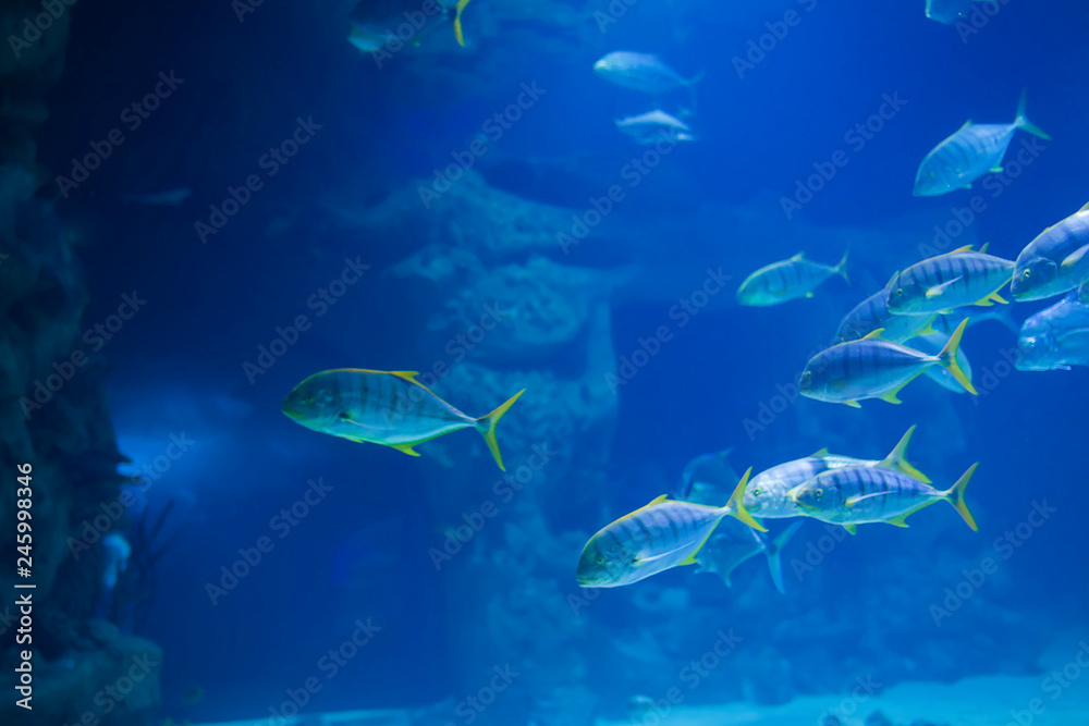 A flock of tropical sea fish in blue water