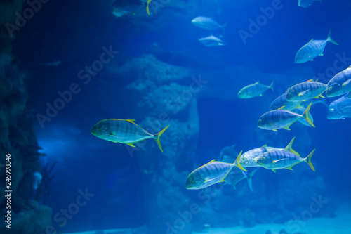 A flock of tropical sea fish in blue water