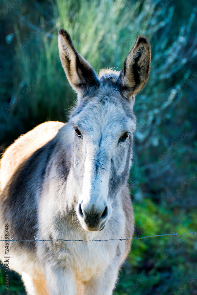 Donkey in the field on a sunny day