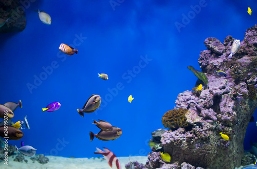 A flock of colorful tropical fish on the background of reefs and corals. Exotic fish in blue water