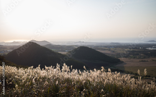 Beautiful Silver Grass or miscanthus sinensis of a Jeju island at Korea autumn.