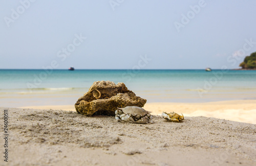 crabs on the sand © AskaR KhusainoV