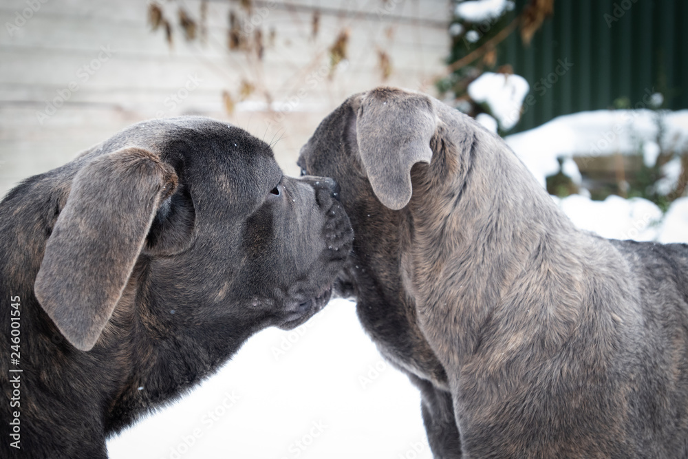 Two cute cane corso six month puppies Two cute cane corso six month puppies