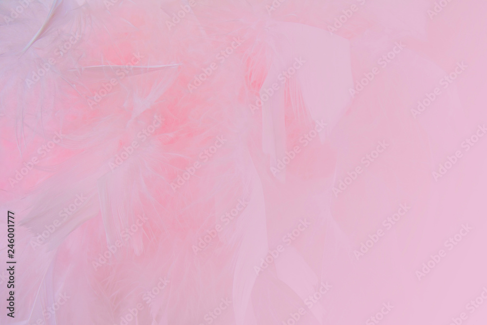 Abstract pink colored feathers background. Fluffy feather fashion design vintage bohemian style pastel texture. Abstract pink colored feathers background. Fluffy feather fashion design vintage bohemian style pastel texture.