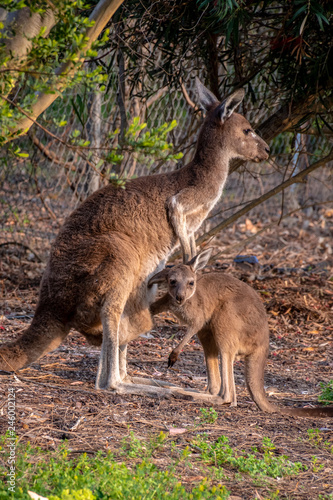 Wild kangaroo mother and joey in Western Australia © MXW Photo