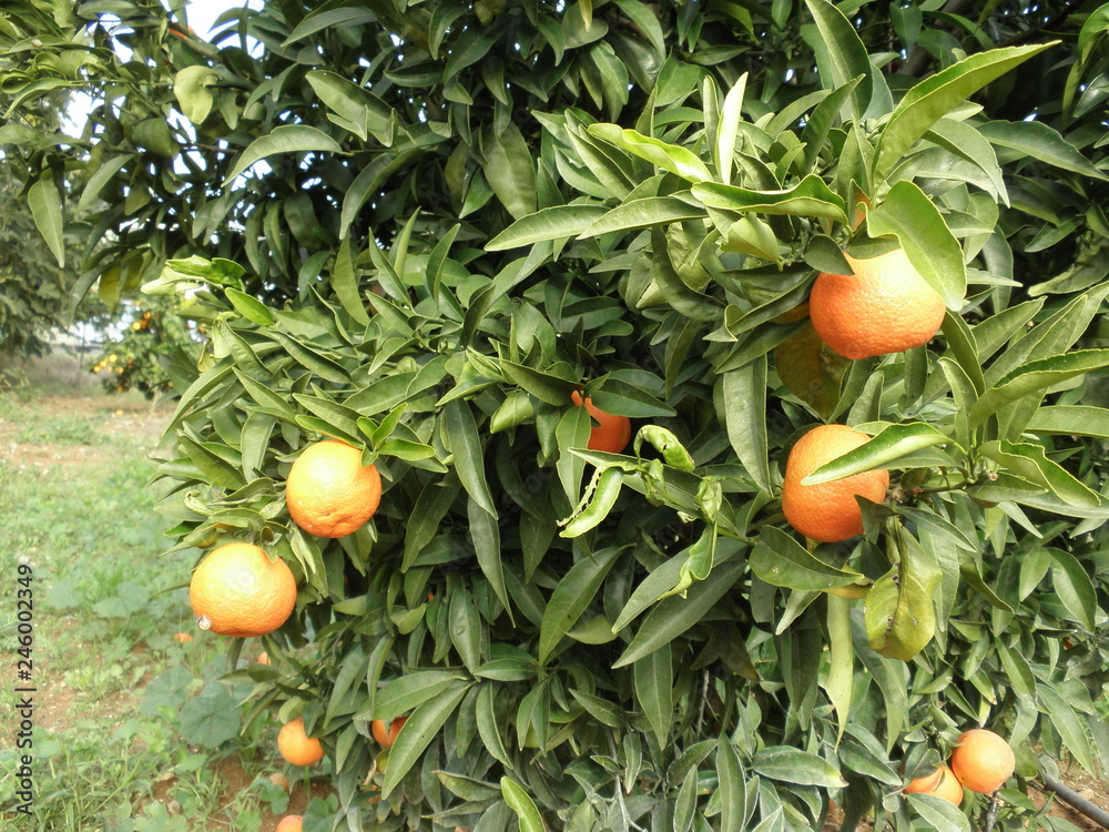 The beautiful Mandarin orange in farmland
