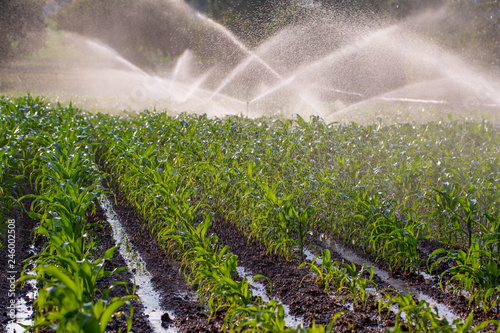 Irrigation on a young maize crop in South Africa photo