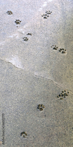 Imprints of a cat's paw in quickly hardened concrete, forever remaining