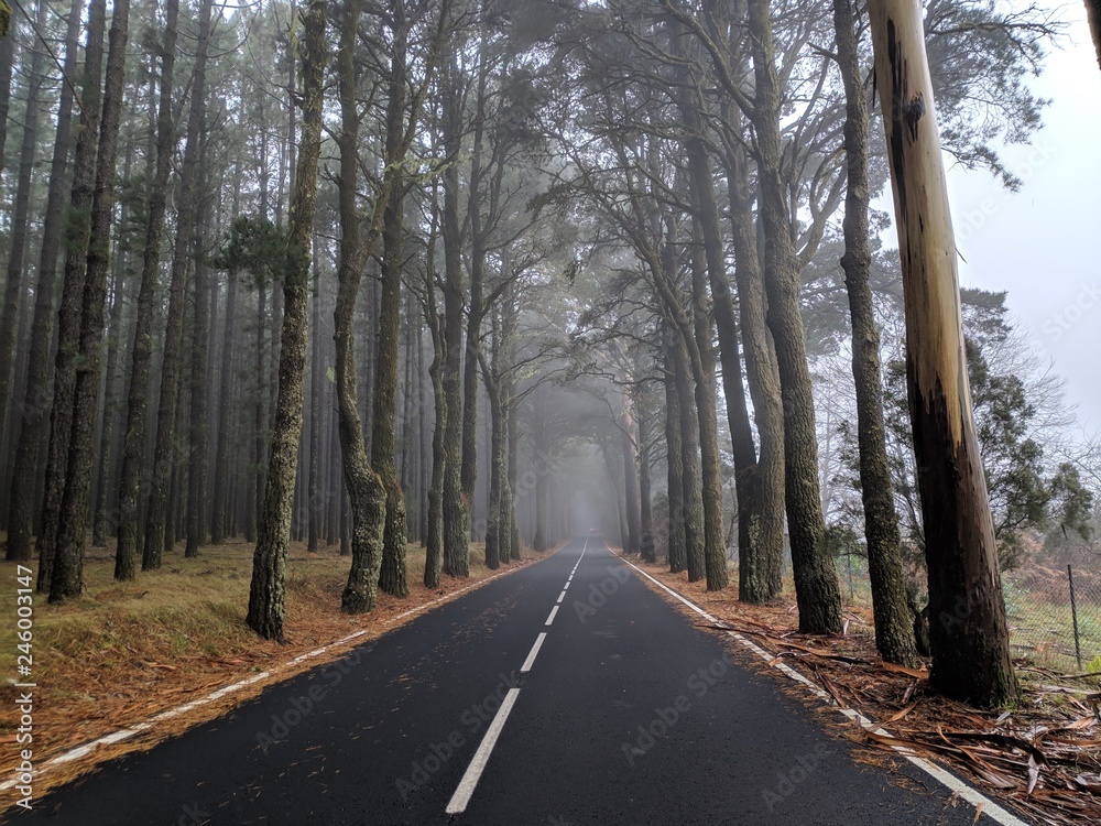 Driving into the misty forest with pine trees