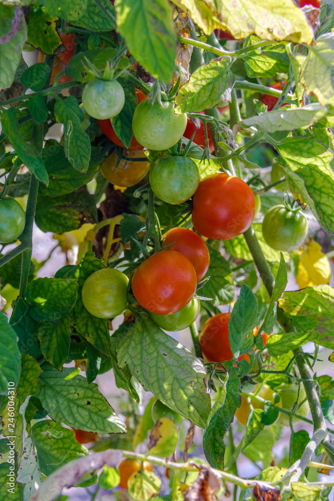 The tomatoes on this hydroponic plant are almost ready to pick.