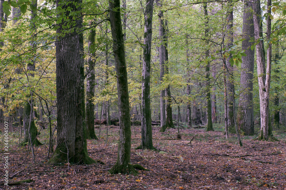 Deciduous stand with hornbeams and oaks Deciduous stand with hornbeams and oaks