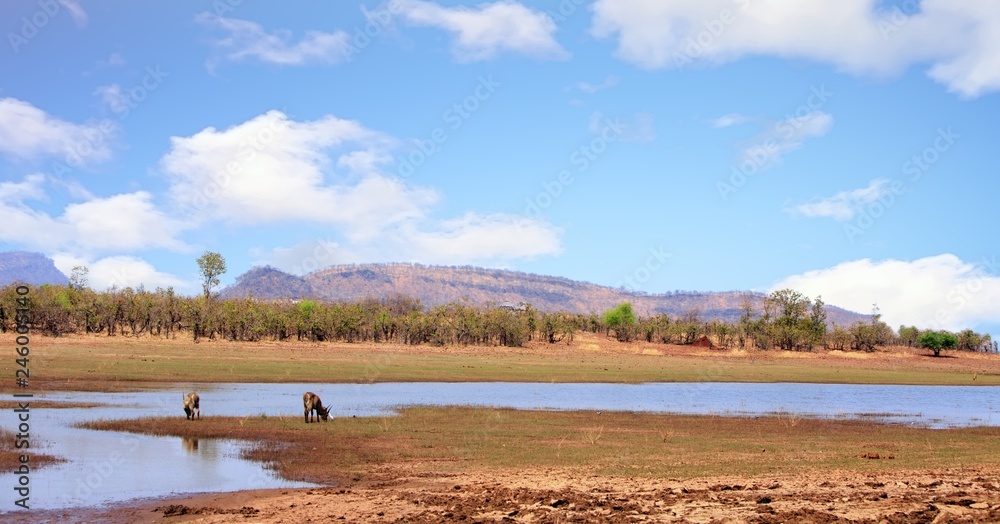 Landscape image of Lake Kariba and surrounding hills and grassland with waterbuck, located in Matusadona National Park, Zimbabwe
