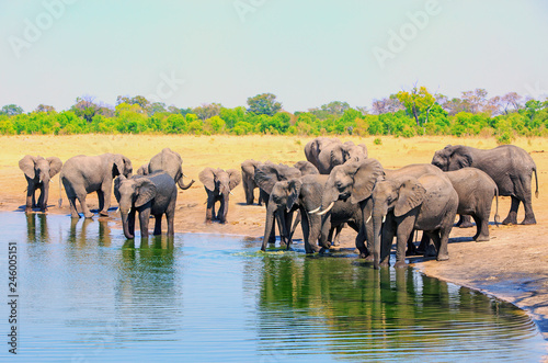 Large herd of African Elephants  Africana Loxodonta  at a waterhole with a clear blue sky and natural bush background. Hwange National Park  Zimbabwe  Southern Africa