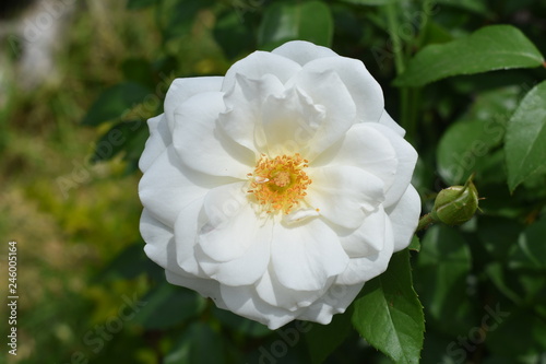 flor