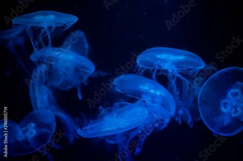 Medusa on a black background. Medusa highlighted in blue light