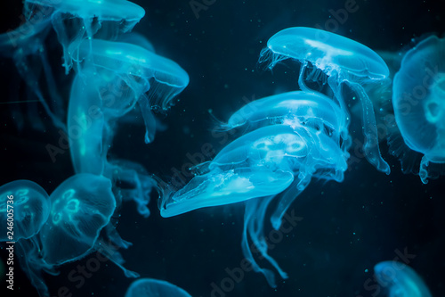 Medusa on a blue background. Medusa backlit with turquoise light photo