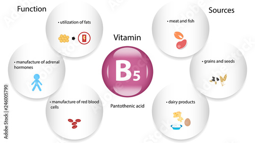 Vitamin B5 vector design. Vitamin B5 function and sources. Pantothenic Acid