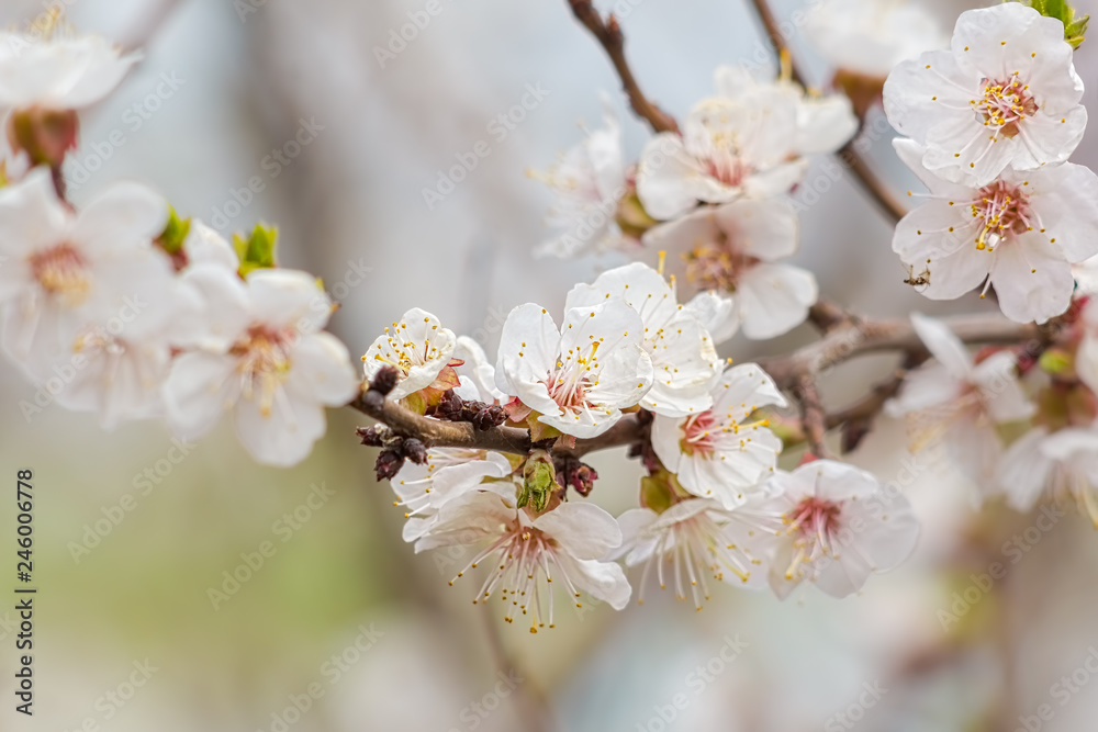 Flowering branch of apricot tree on a blurred background, close-up