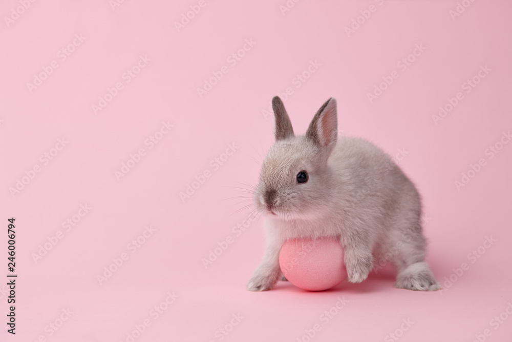 Easter bunny with egg on pink background Easter bunny with egg on pink background
