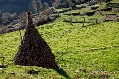 hay bale in the field