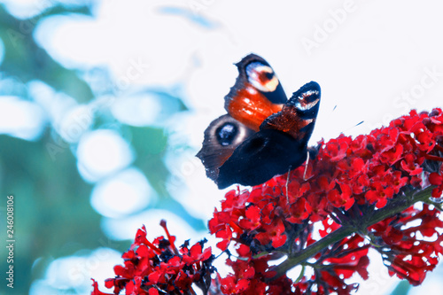 beautiful butterfly sitting on a bright red flower