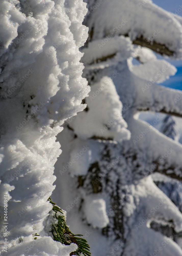 Schnee auf Tannenbaum