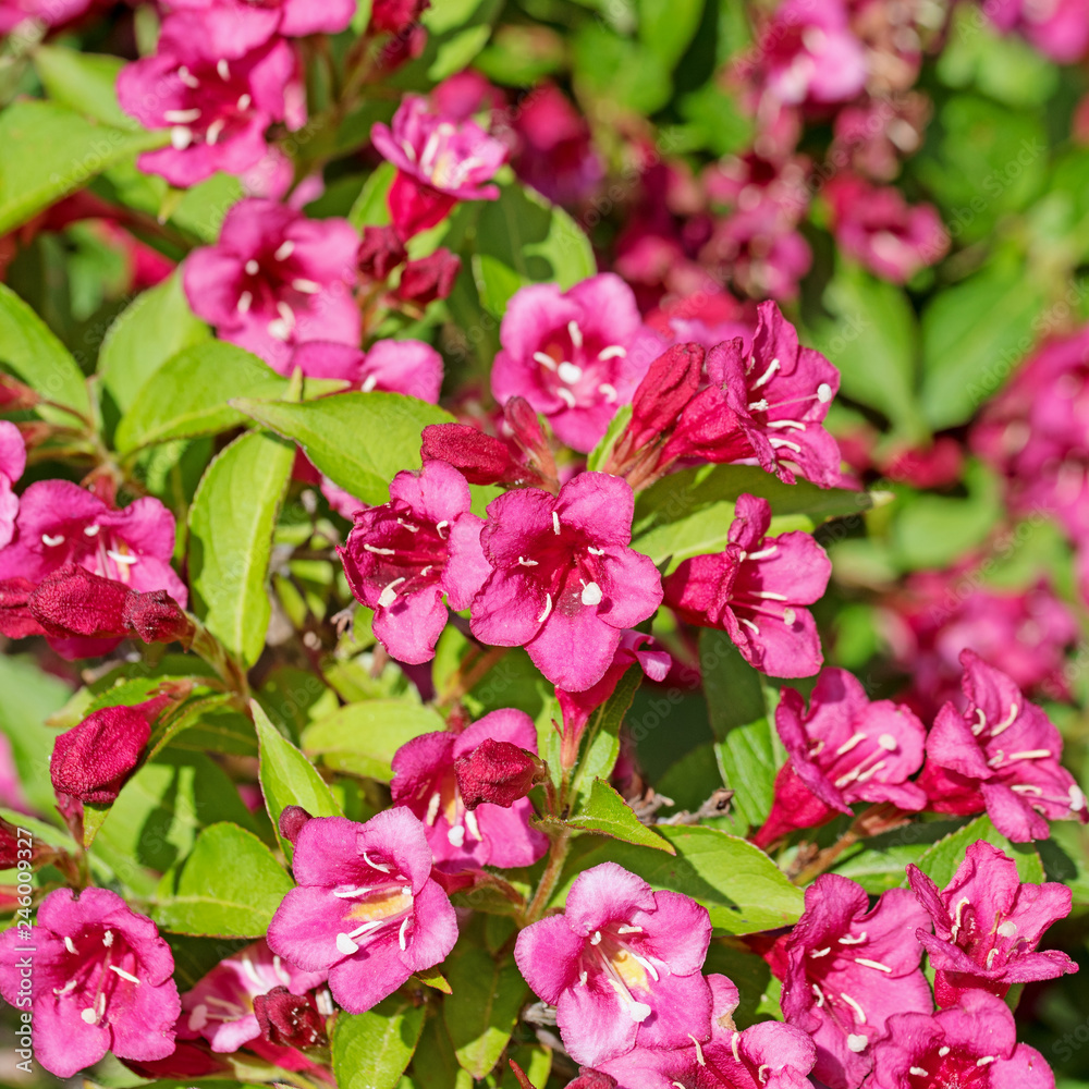 Blühende Weigelie, Weigela Blühende Weigelie, Weigela