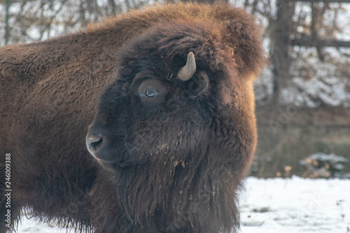 Close-up portrait of American bison (Bison Bison)
