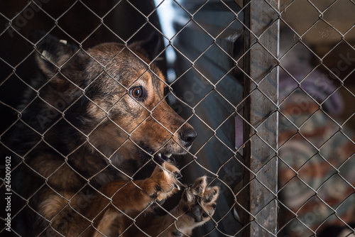 Fototapeta Naklejka Na Ścianę i Meble -  Stray dog in a shelter in a cage