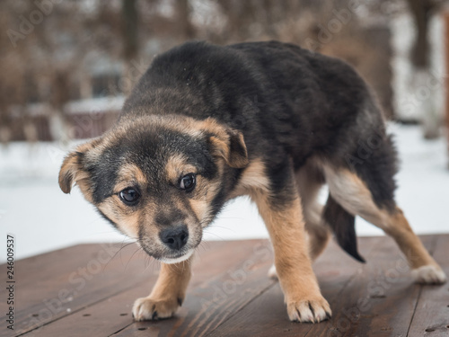 Scared homeless puppy