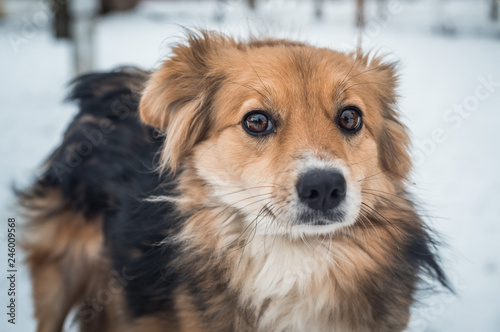 Stray dog with a sad look