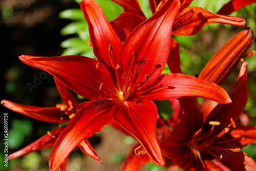 Red tiger lilies in a garden in a morning light. Summer flowers. Four red flowers. photo