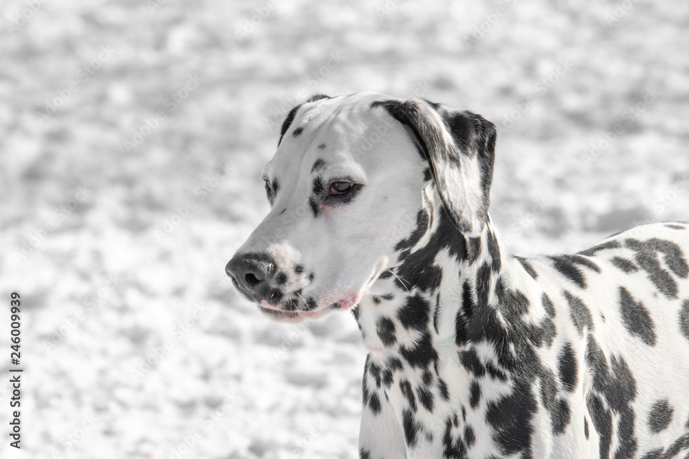 Close-up shot of beautiful Dalmatian dog in winter Close-up shot of beautiful Dalmatian dog in winter