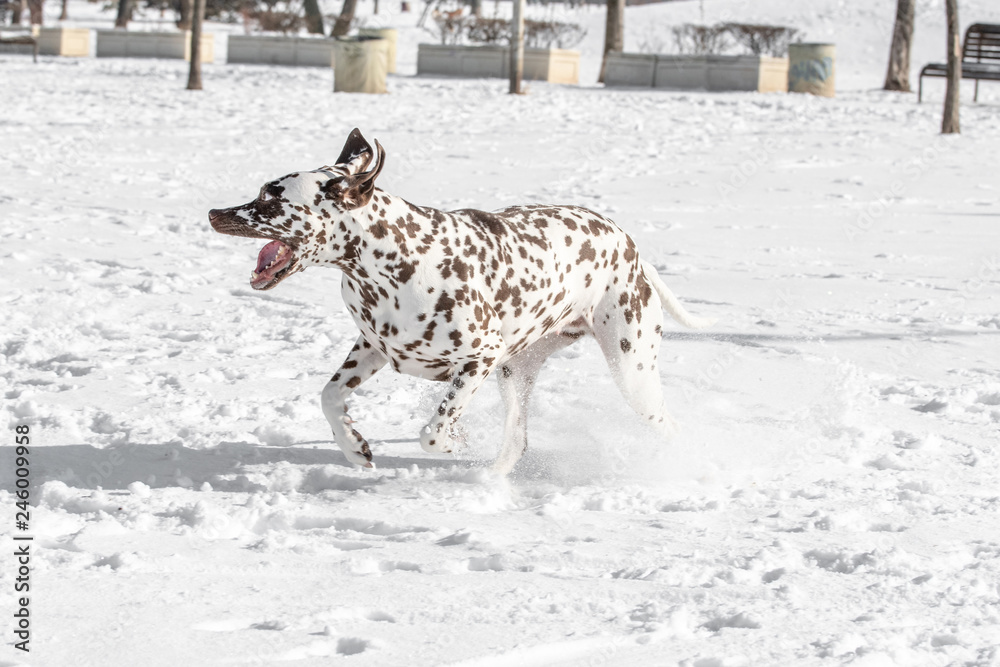 Naklejka premium Close-up shot of beautiful Dalmatian dog in winter