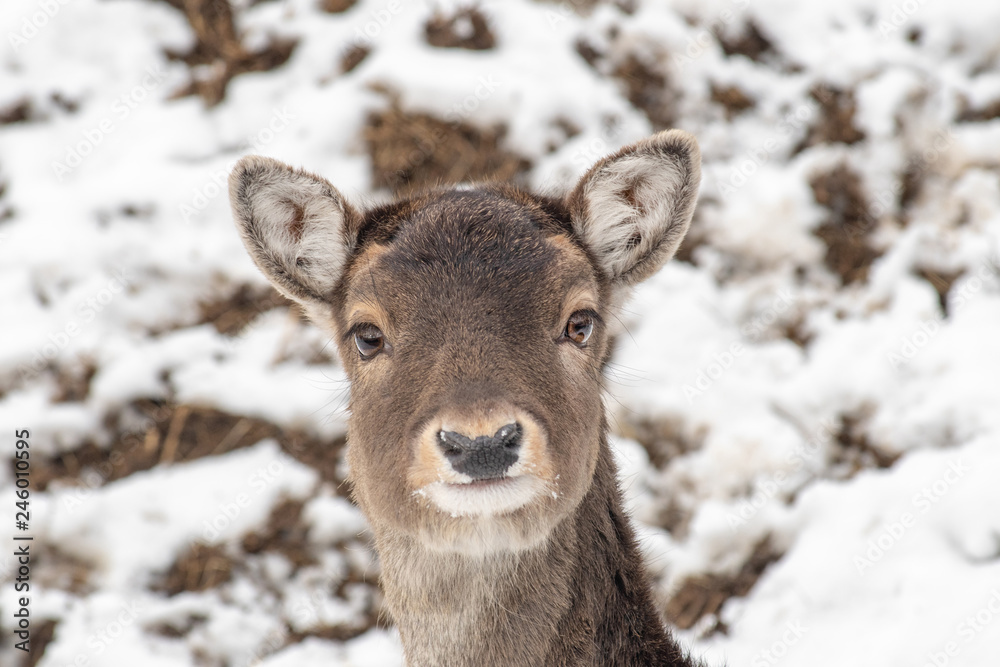 Close-up portrait of Fallow deer (Dama Dama) in winter