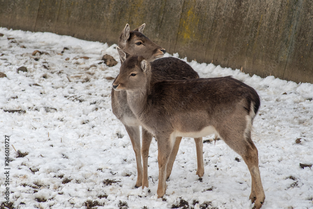 Close-up portrait of Fallow deer (Dama Dama) in winter Close-up portrait of Fallow deer (Dama Dama) in winter